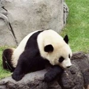 snowydawg20032003 avatar