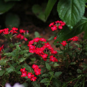 karenmctyeire avatar