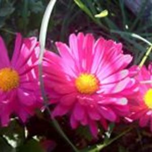 cynthia_spencer avatar