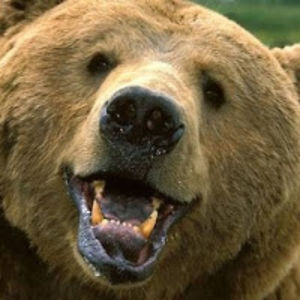 danynotonegoro avatar