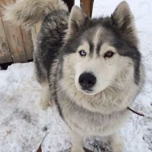 kristinazaharieva avatar