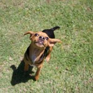 dorikrutsinger avatar