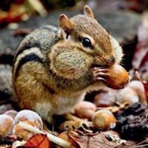 hyacinthwind38 avatar