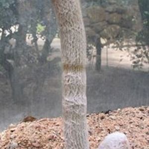 bolivas_qurratz avatar