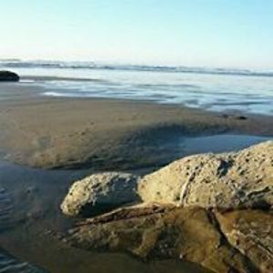 thepurplesnowflake avatar