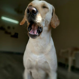 santwanatewary avatar