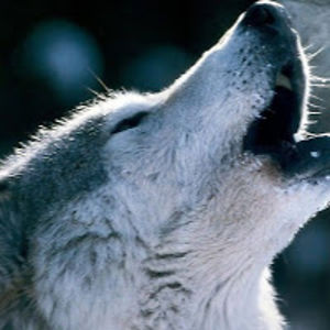 alisalehmann-schwarz avatar