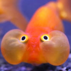 monsterproductions avatar