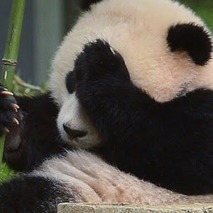 alexandramcmanus_1 avatar