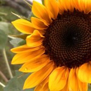 kalaidescope2001 avatar