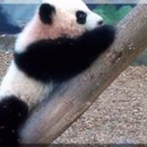 shaokanpandamaster avatar