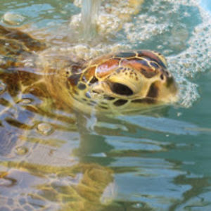 xanthecurtain avatar