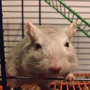 shutuprubbish avatar