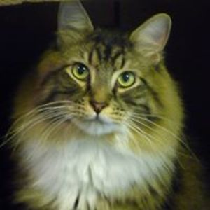 heatherwanderer avatar