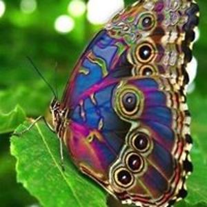 santiba_knecht avatar