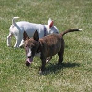 bullterri1967 avatar