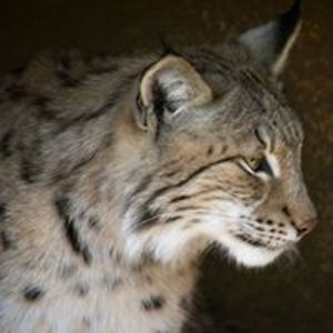 kerri_woolward avatar