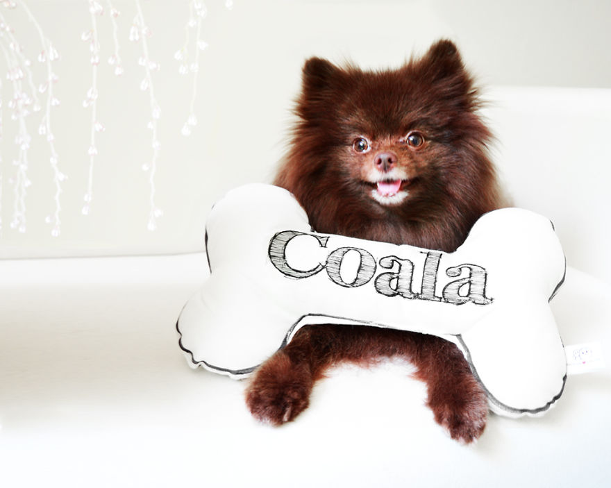 Meet Coala And Cawaii, The Two Pomeranian Fluff Balls That Changed My Life