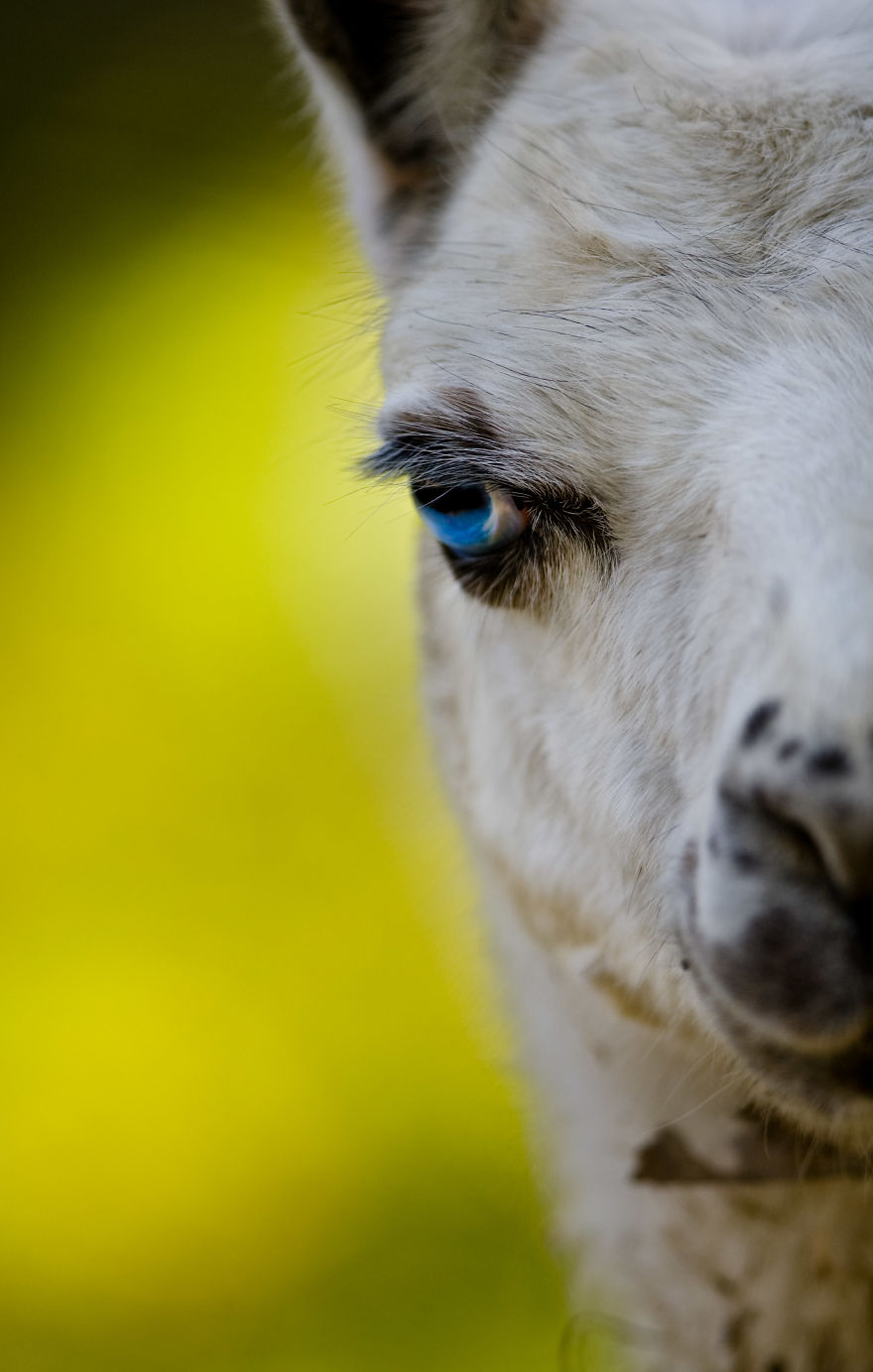 Portraits Of Zoo Animals Like You've Never Seen Them Before