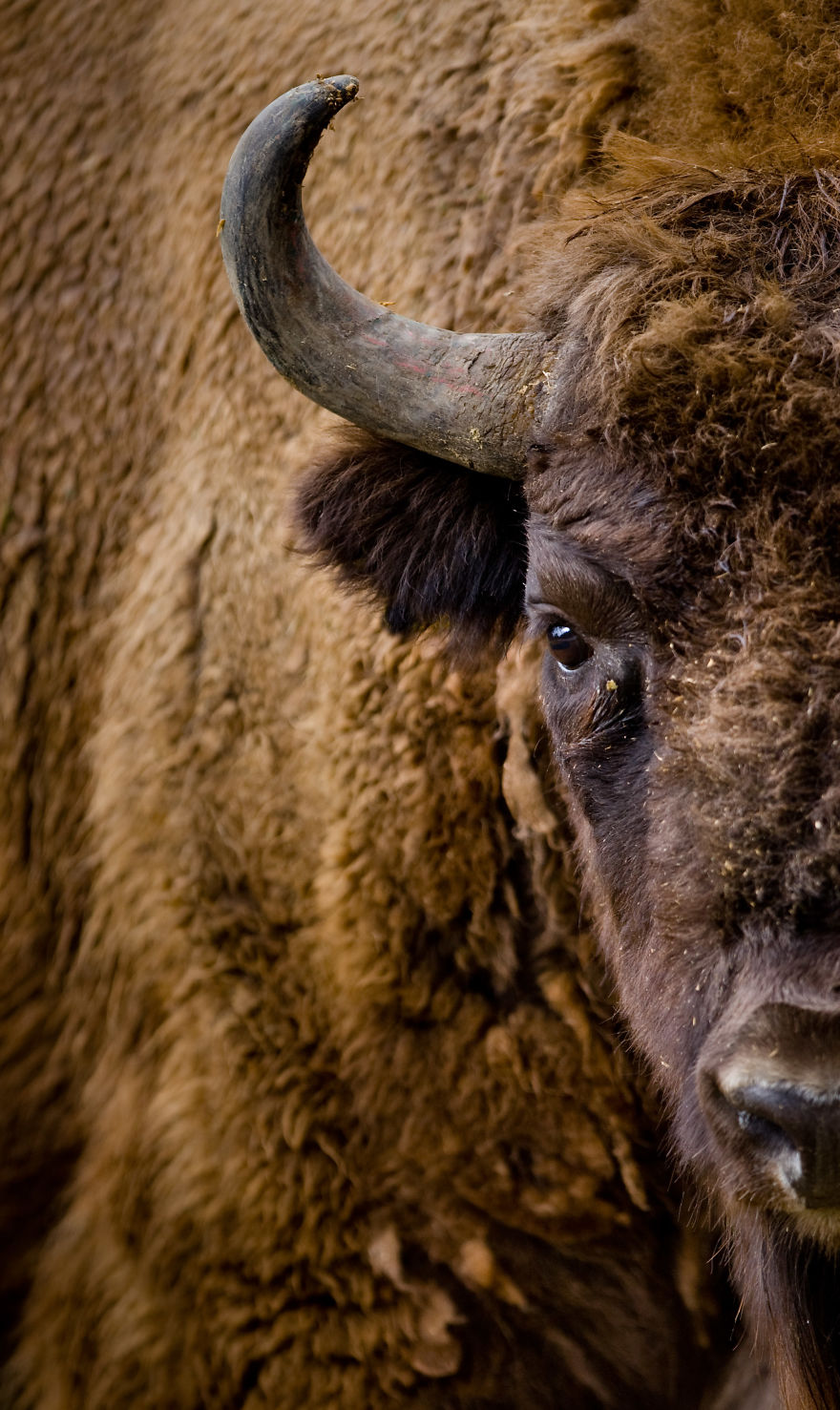 Portraits Of Zoo Animals Like You've Never Seen Them Before
