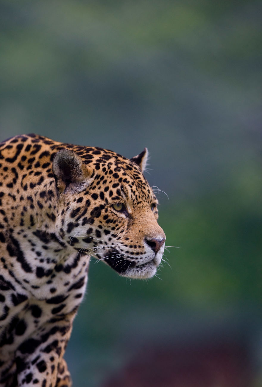 Portraits Of Zoo Animals Like You've Never Seen Them Before