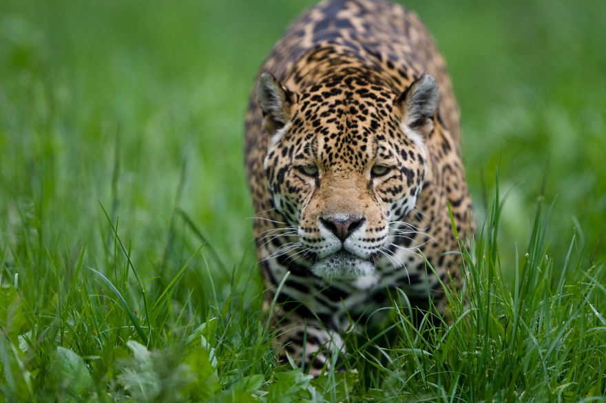 Portraits Of Zoo Animals Like You've Never Seen Them Before