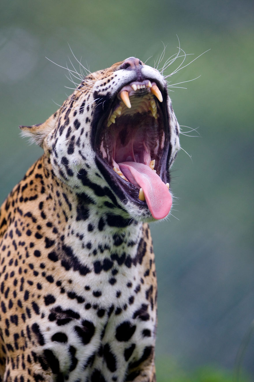 Portraits Of Zoo Animals Like You've Never Seen Them Before