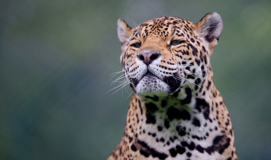 Portraits Of Zoo Animals Like You've Never Seen Them Before