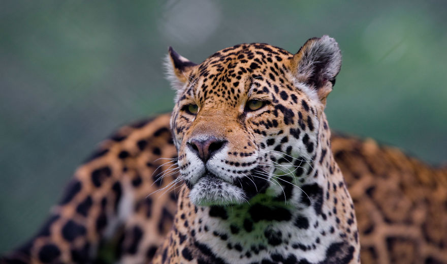 Portraits Of Zoo Animals Like You've Never Seen Them Before