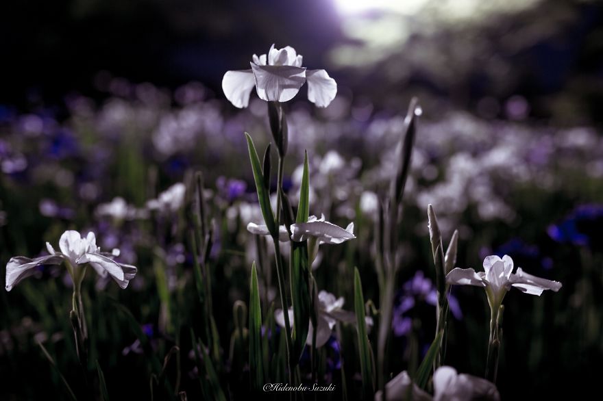 I Photographed Japan During The Rainy Season And Some Pics Look Like Paintings
