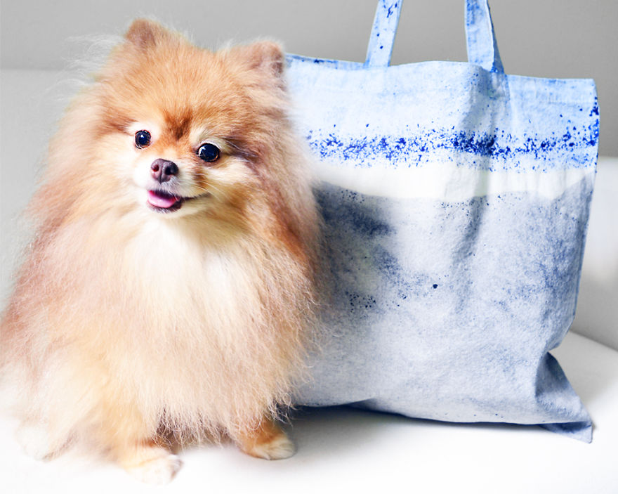 Meet Coala And Cawaii, The Two Pomeranian Fluff Balls That Changed My Life Meet Coala And Cawaii, The Two Pomeranian Fluff Balls That Changed My Life