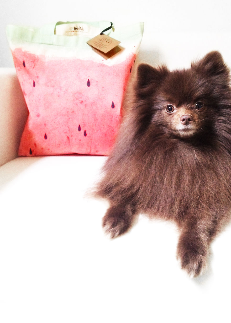 Meet Coala And Cawaii, The Two Pomeranian Fluff Balls That Changed My Life Meet Coala And Cawaii, The Two Pomeranian Fluff Balls That Changed My Life