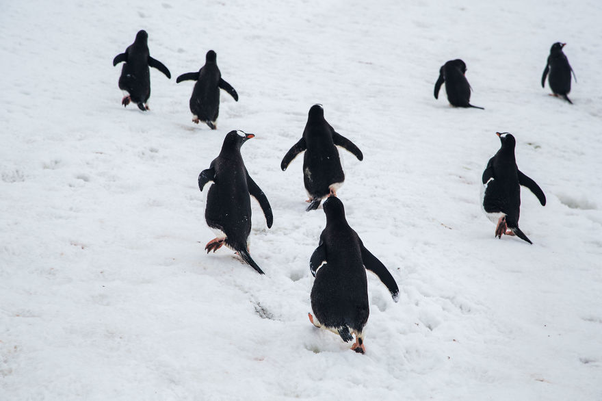 I Sailed Across The 'World's Most Dangerous Sea' To Capture Stunning Images Of Antarctica