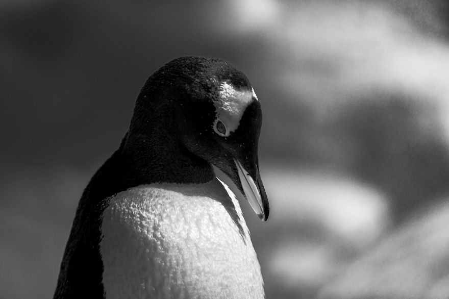 I Sailed Across The 'World's Most Dangerous Sea' To Capture Stunning Images Of Antarctica