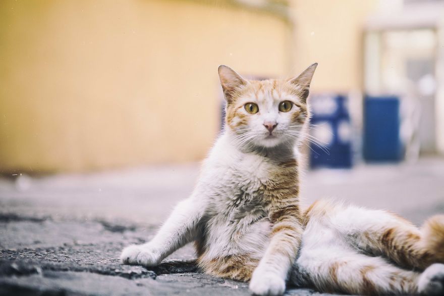 I Documented The Life Of A Homeless Cat For A Day I Documented The Life Of A Homeless Cat For A Day