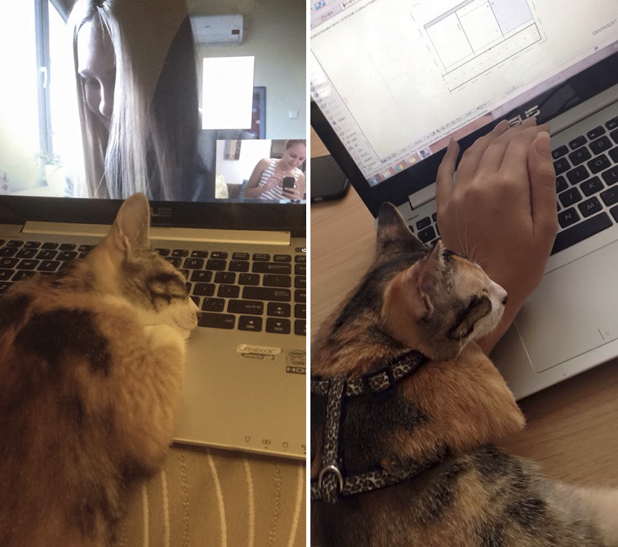 A Cat That We Adopted Became My Biggest Stalker