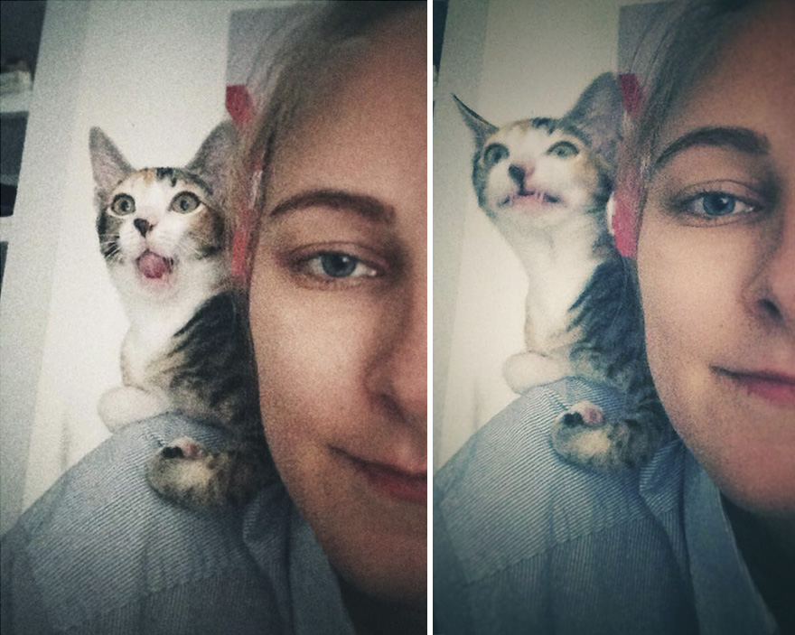 A Cat That We Adopted Became My Biggest Stalker