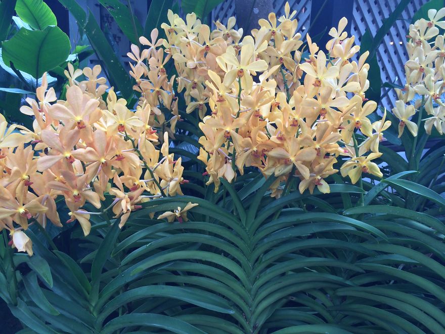 All About The Flowers Which Are A Diverse With Blooms That Are Colorful And Sweet-scented.