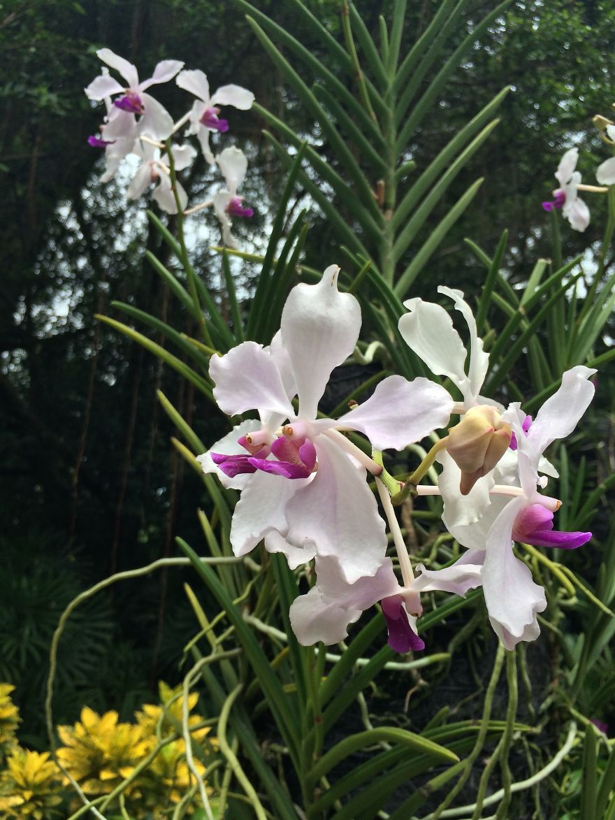 All About The Flowers Which Are A Diverse With Blooms That Are Colorful And Sweet-scented.