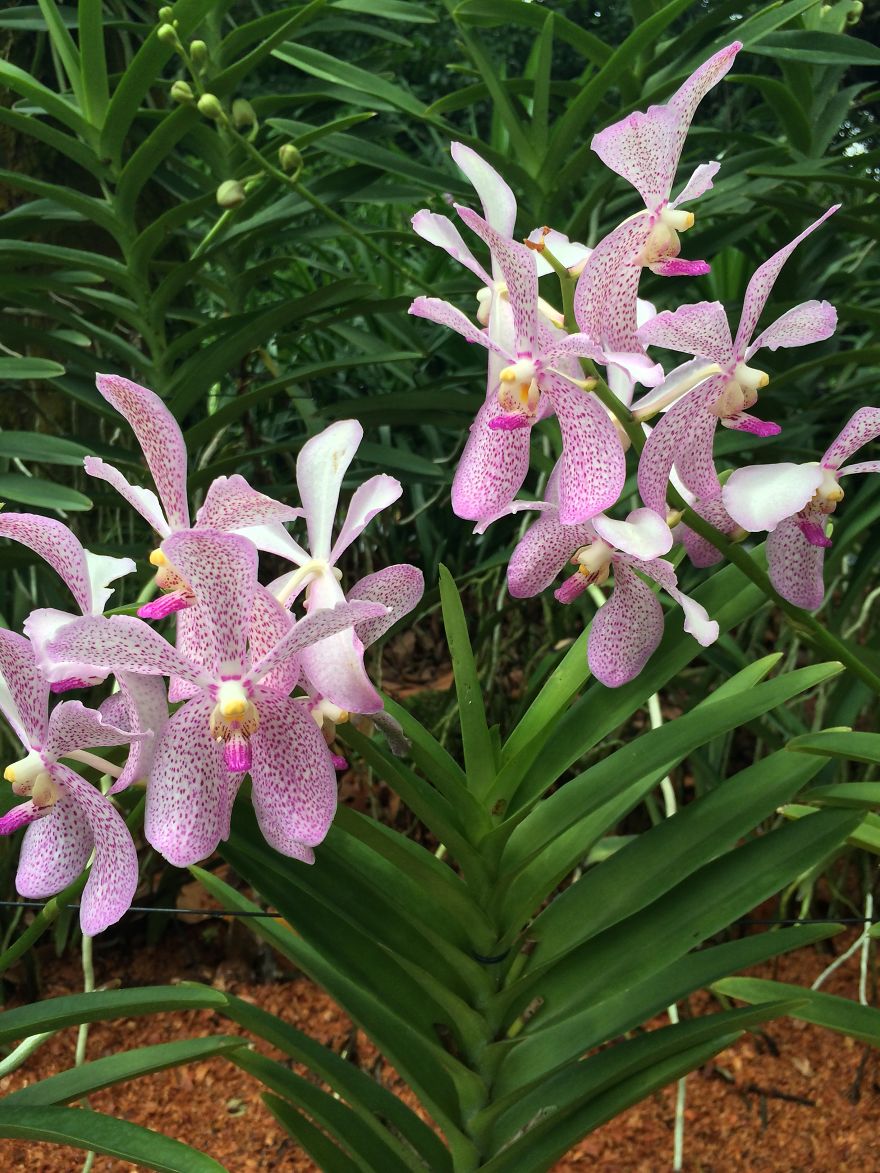 All About The Flowers Which Are A Diverse With Blooms That Are Colorful And Sweet-scented.