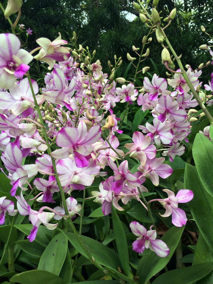 All About The Flowers Which Are A Diverse With Blooms That Are Colorful And Sweet-scented.