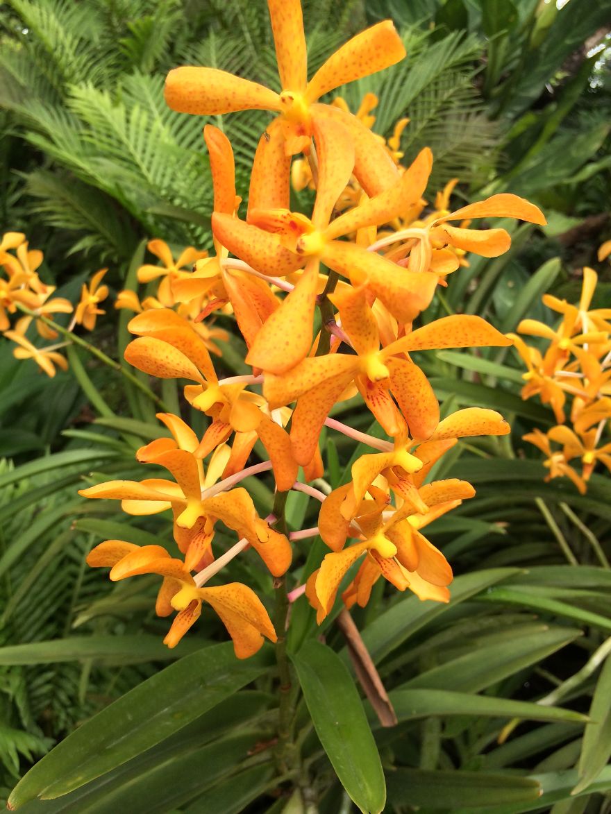 All About The Flowers Which Are A Diverse With Blooms That Are Colorful And Sweet-scented.