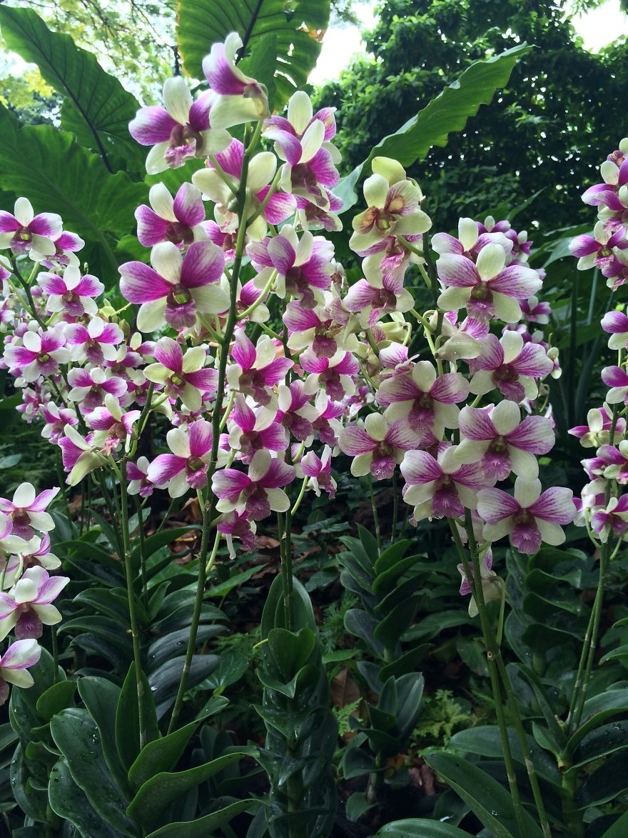 All About The Flowers Which Are A Diverse With Blooms That Are Colorful And Sweet-scented.