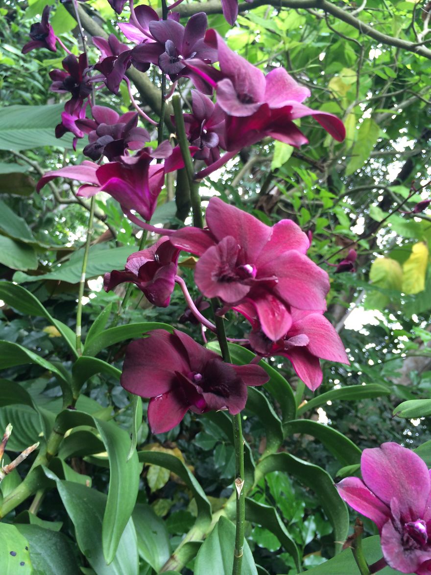 All About The Flowers Which Are A Diverse With Blooms That Are Colorful And Sweet-scented.