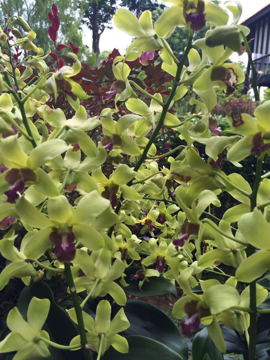 All About The Flowers Which Are A Diverse With Blooms That Are Colorful And Sweet-scented.