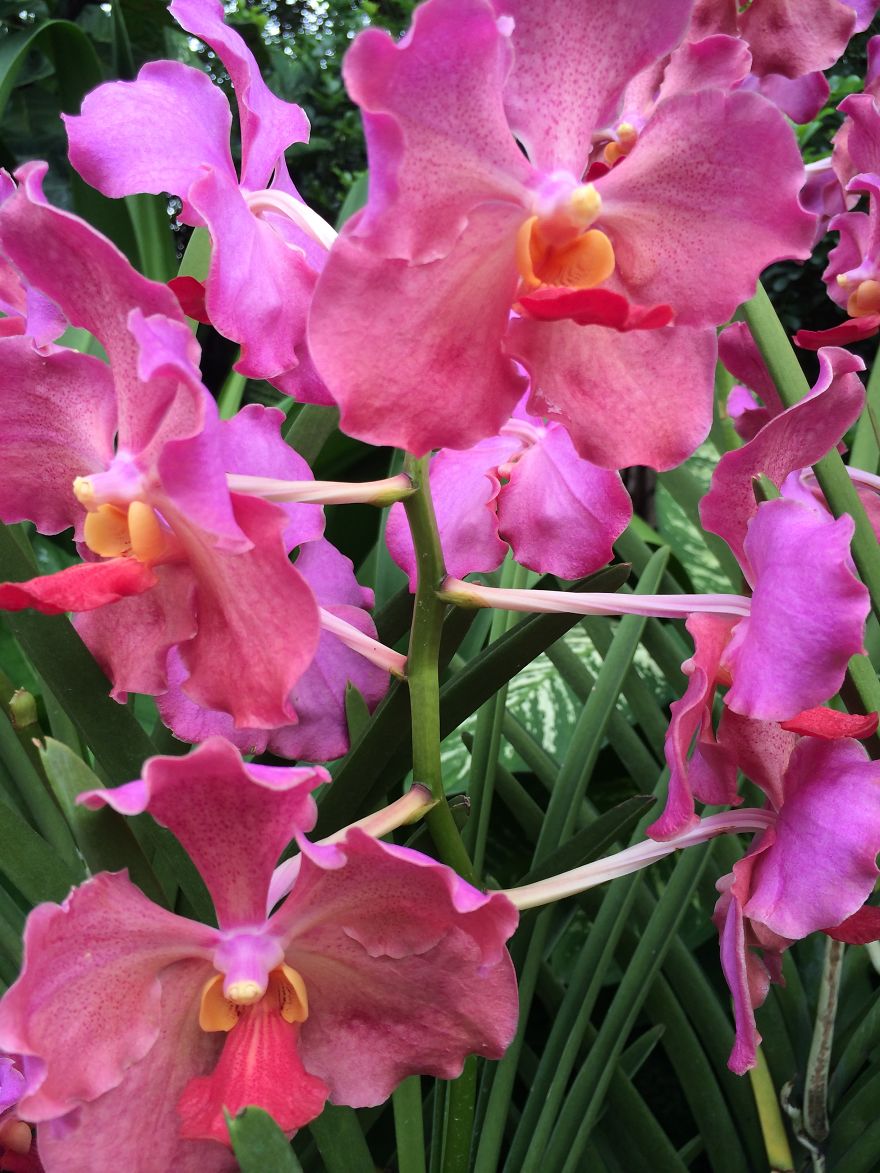 All About The Flowers Which Are A Diverse With Blooms That Are Colorful And Sweet-scented.