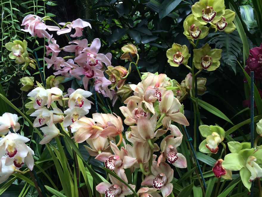 All About The Flowers Which Are A Diverse With Blooms That Are Colorful And Sweet-scented.