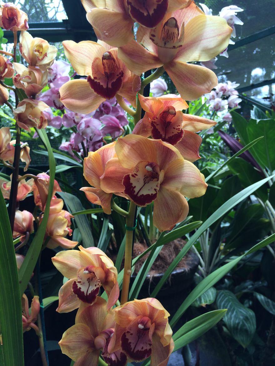 All About The Flowers Which Are A Diverse With Blooms That Are Colorful And Sweet-scented.