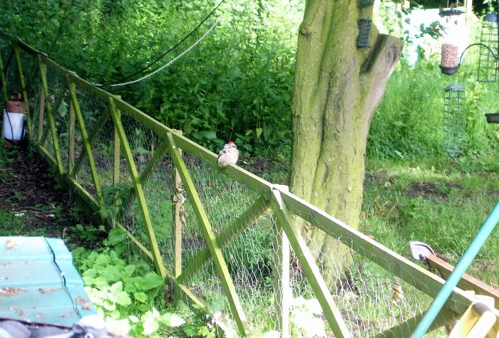 Baby, Great Spotted Woodpecker
