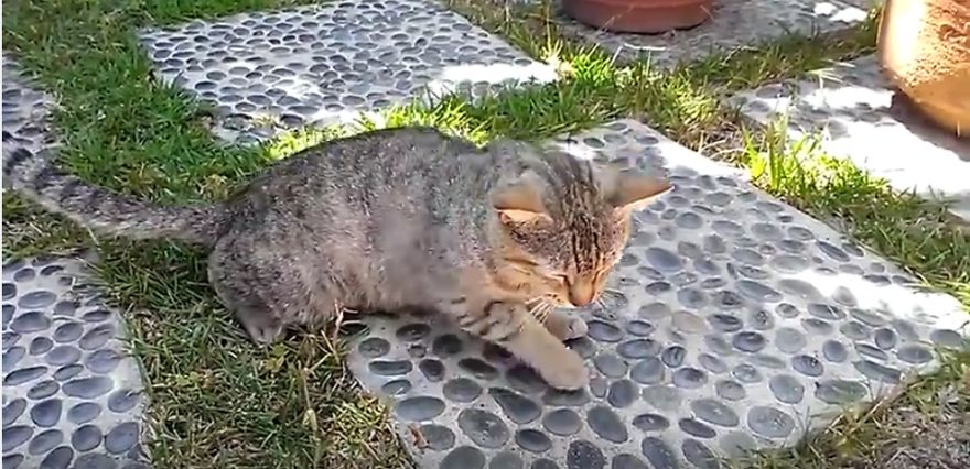 Bart Loves To Snooze